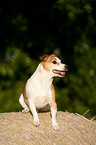 Jack Russell Terrier