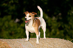 Jack Russell Terrier