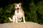 Jack Russell Terrier