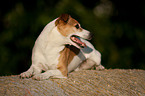 Jack Russell Terrier