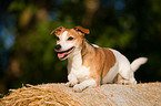 Jack Russell Terrier