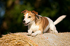 Jack Russell Terrier