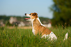 Jack Russell Terrier