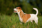 Jack Russell Terrier