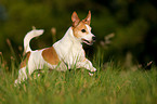 running Jack Russell Terrier