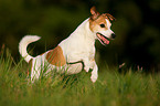 running Jack Russell Terrier