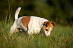 Jack Russell Terrier