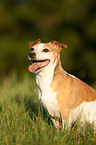 Jack Russell Terrier