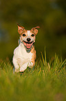 running Jack Russell Terrier