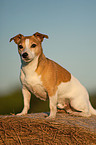 Jack Russell Terrier