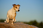 Jack Russell Terrier