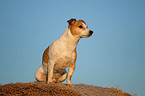 Jack Russell Terrier