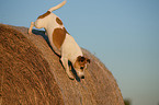 Jack Russell Terrier