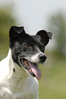 Jack Russell Terrier Portrait