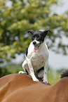 Jack Russell Terrier on horse