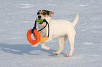 young Jack Russell Terrier plays in the snow