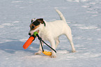 young Jack Russell Terrier in the snow