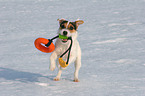 young Jack Russell Terrier plays in the snow