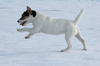 young Jack Russell Terrier in the snow