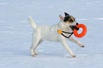 young Jack Russell Terrier plays in the snow