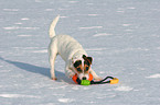 young Jack Russell Terrier in the snow