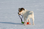 young Jack Russell Terrier in the snow