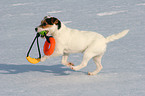 young Jack Russell Terrier plays in the snow