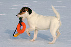 young Jack Russell Terrier plays in the snow