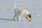 young Jack Russell Terrier in the snow