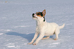 young Jack Russell Terrier in the snow