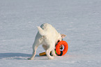 young Jack Russell Terrier in the snow