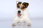 young Jack Russell Terrier