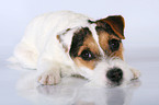 young Jack Russell Terrier