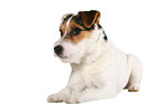 lying young Jack Russell Terrier