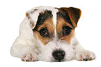 lying young Jack Russell Terrier