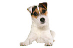 lying young Jack Russell Terrier