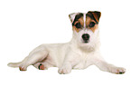 ylying young Jack Russell Terrier