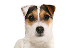 young Jack Russell Terrier Portrait