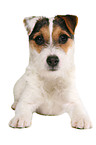 lying young Jack Russell Terrier