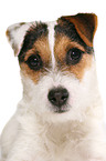young Jack Russell Terrier Portrait