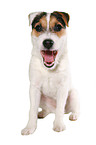 gaping young Jack Russell Terrier