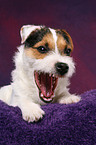 yawning young Jack Russell Terrier