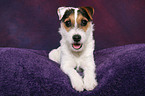 young Jack Russell Terrier