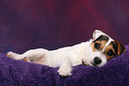 young Jack Russell Terrier