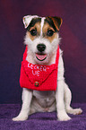 young Jack Russell Terrier with bag