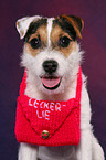 young Jack Russell Terrier with bag
