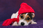 young Jack Russell Terrier