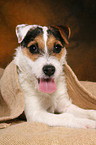 young Jack Russell Terrier