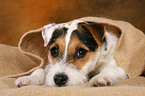 tired young Jack Russell Terrier