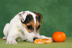 snuffling young Jack Russell Terrier